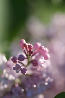 粉紫丁香花图片 粉紫丁香花图片