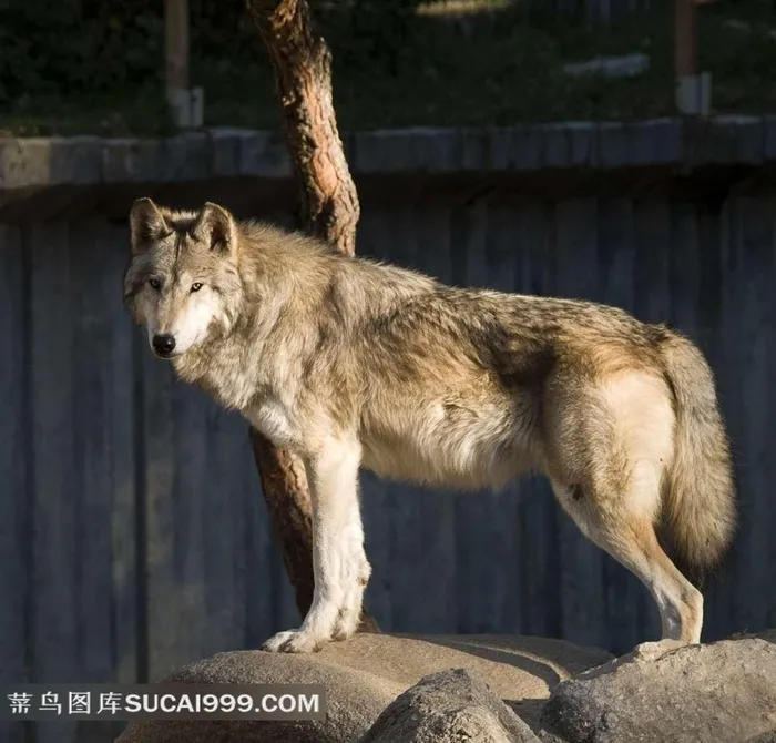 水边石头上的狼