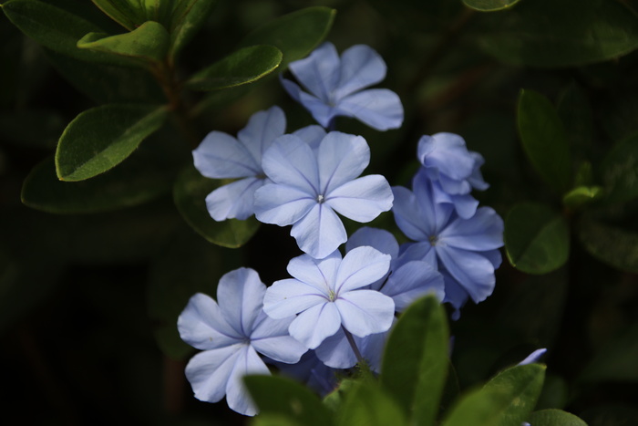 高级感高清花卉图片