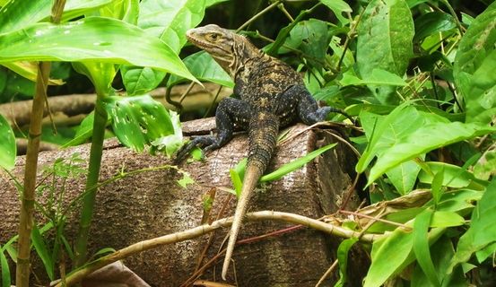 野生动物壁虎图片