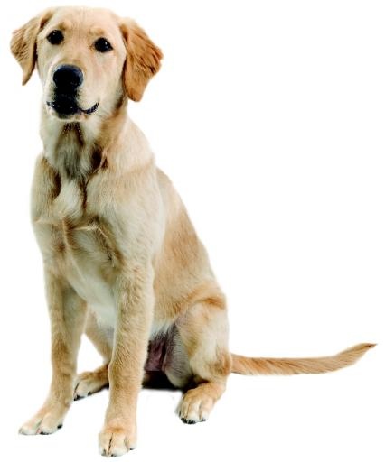 拉布拉多犬 PNG免抠(552x663)