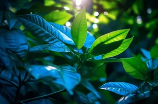 一棵树的特写绿叶摄影图