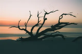 黄昏海边的枯树枝剪影效果高清图片