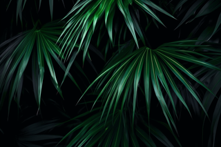 黑暗下的绿色植物叶子摄影图