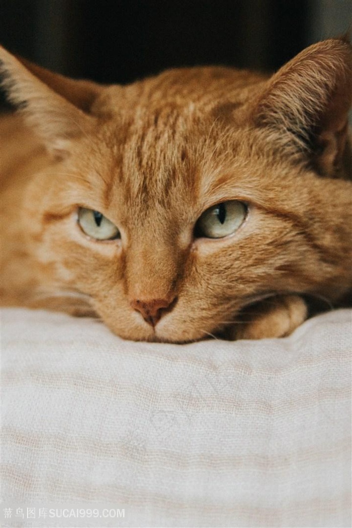 趴着的可爱橘猫