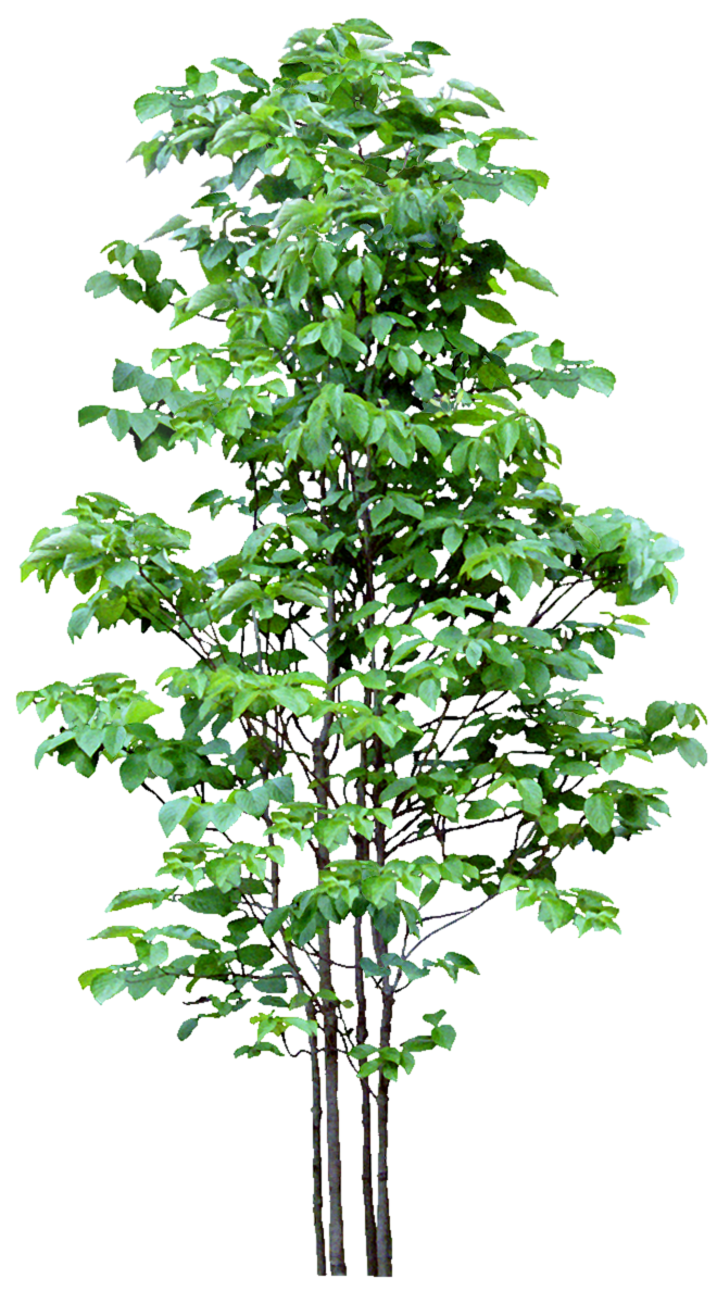 高清树木素材 免抠PSD植物素材 美术绘画园林贴图 树草灌木花草
