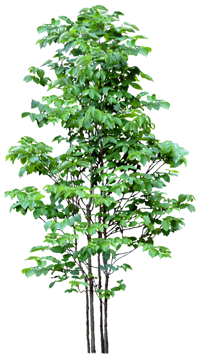 高清树木素材 免抠PSD植物素材 美术绘画园林贴图 树草灌木花草