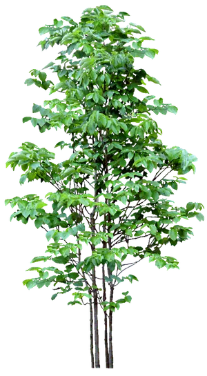 高清树木素材 免抠PSD植物素材 美术绘画园林贴图 树草灌木花草