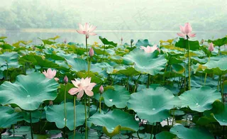 夏天荷塘荷花池荷叶绿色清新，夏至立夏大暑小暑摄影图