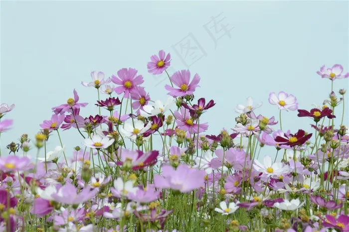 格桑花 红色波斯菊