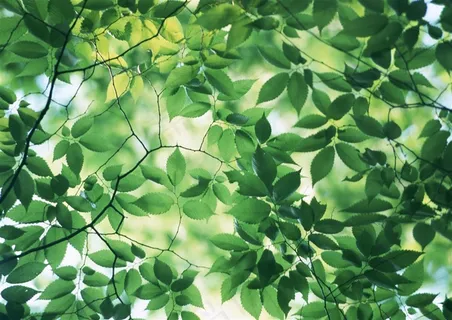 森林树木春季美景jpg素材 森林树木春季美景jpg素材
