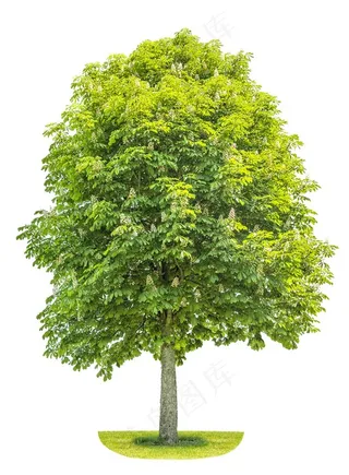 茂密的松树素材高清素材图片