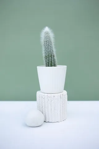 绿色仙人掌仙人球摄影素材