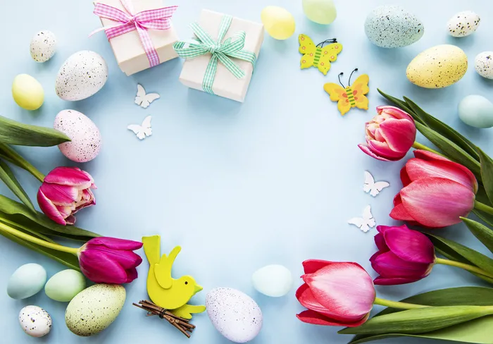 收藏空紫色卡花郁金香玫瑰春天柔和的颜色