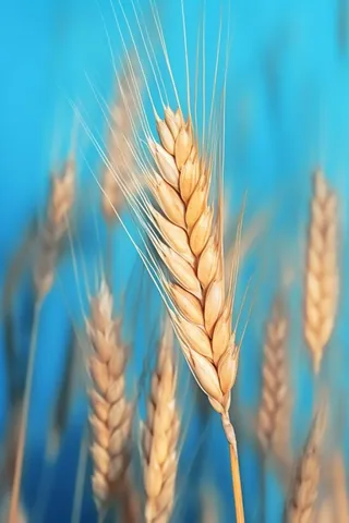 小麦蓝色虚化背景
