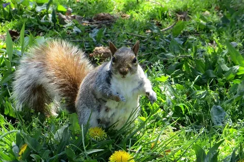 草丛里的松鼠 草丛里的松鼠