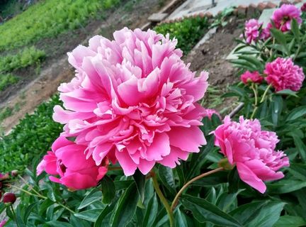 娇美的粉色牡丹花