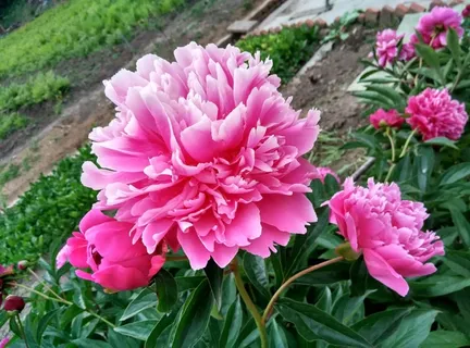 娇美的粉色牡丹花