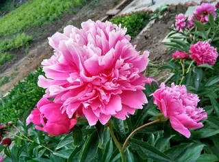 娇美的粉色牡丹花