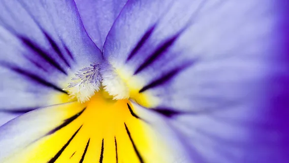 花心特写   花心特写