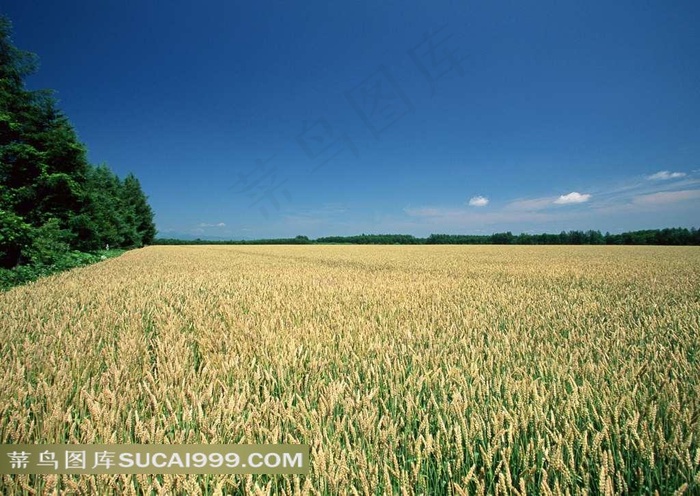蓝天下丰收的麦子