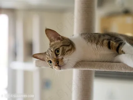 躺在桌子上的小花猫咪图片