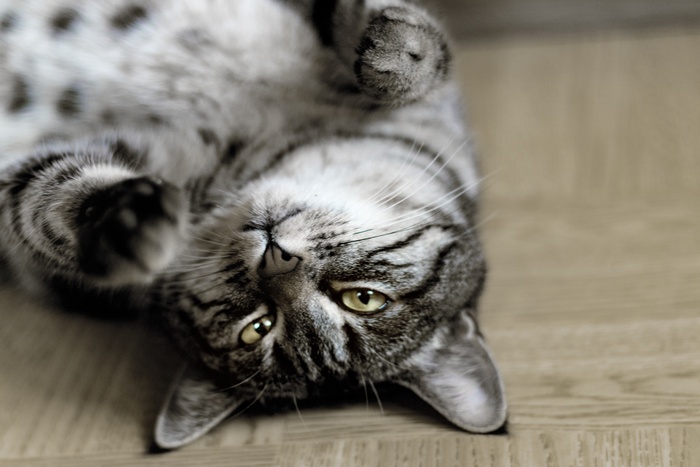 可爱猫咪猫猫摄影素材