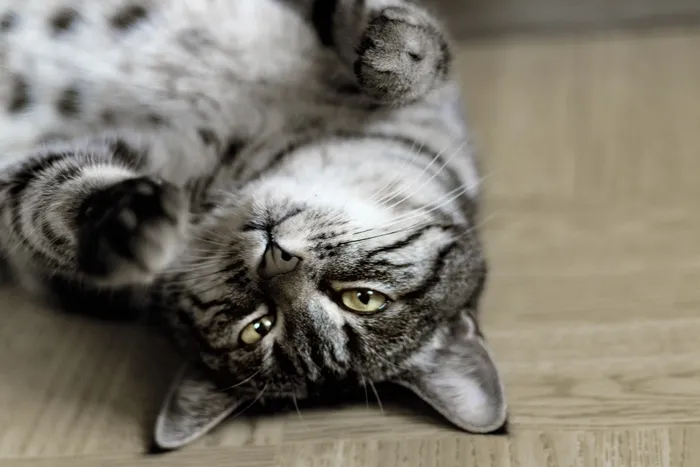 可爱猫咪猫猫摄影素材