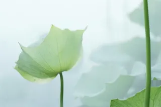 荷叶简约清新淡绿色背景