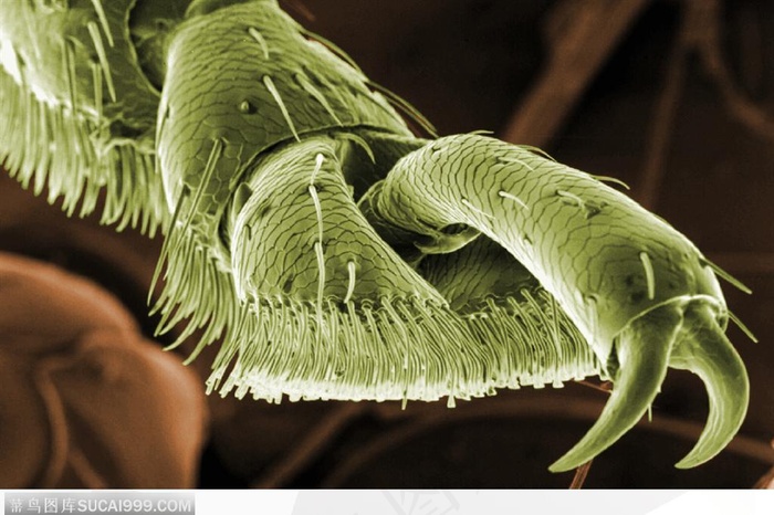 微观世界-毛茸茸的爪子