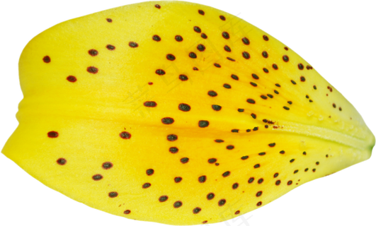 花瓣花朵免扣图片 