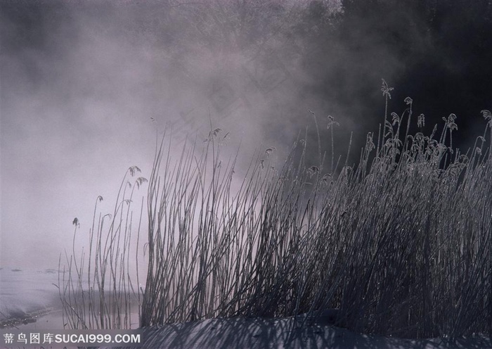 树木树叶-树林中被冰雪覆盖着的灌木丛