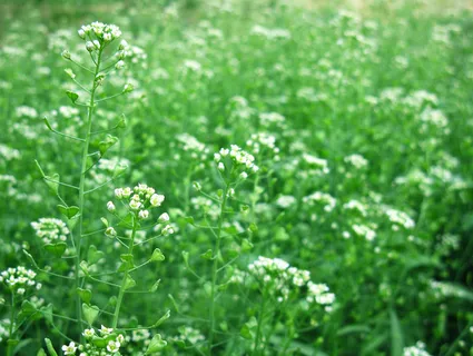 荠菜图片 荠菜图片