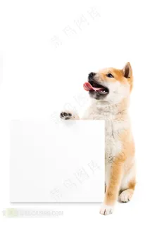 扶着白板的狗狗