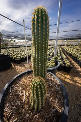 绿色仙人掌仙人球摄影素材