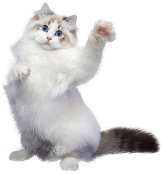 免扣素材实物猫咪摄影