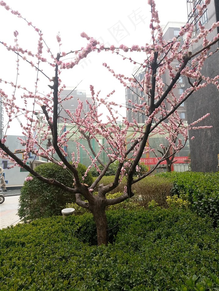 盛开的红色桃花桃树