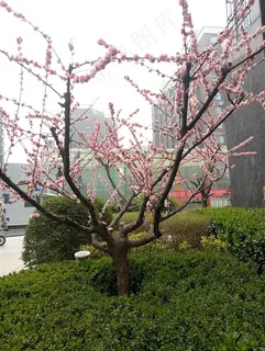 盛开的红色桃花桃树 盛开的红色桃花桃树