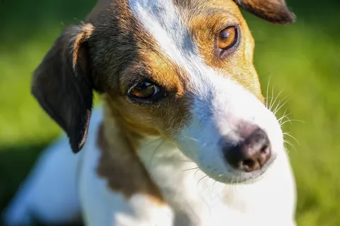 注视着小狗图片