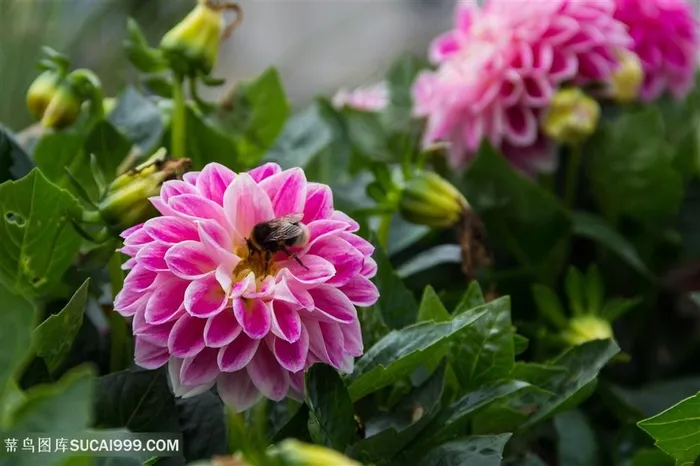 高清蜜蜂粉色大丽花鲜花图片