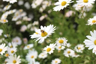 白色野菊花壁纸图片