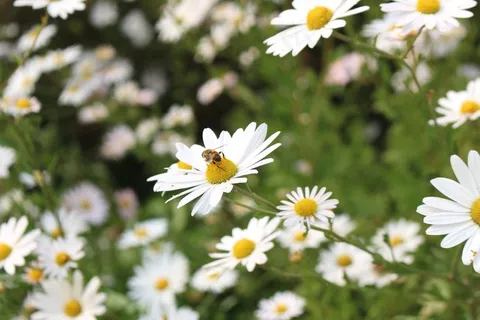 白色野菊花壁纸图片 白色野菊花壁纸图片