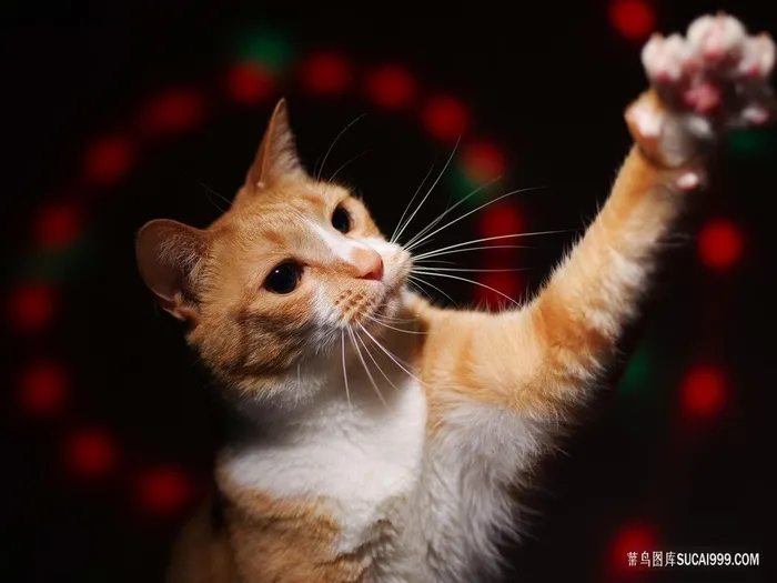 抓东西的猫咪图片