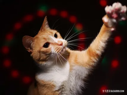 抓东西的猫咪图片