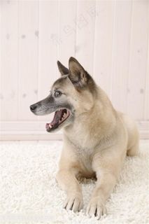 高清地毯上坏笑的可爱狗狗图片