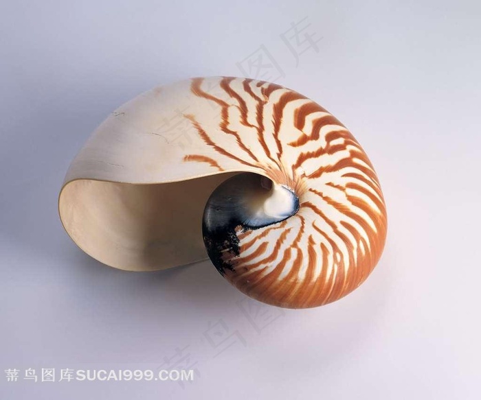 海螺特写摄影素材