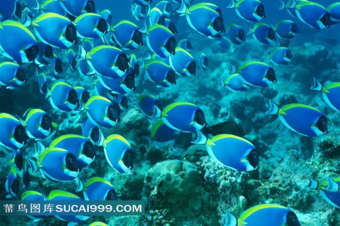 海洋生物深海鱼群高清写真摄影图片