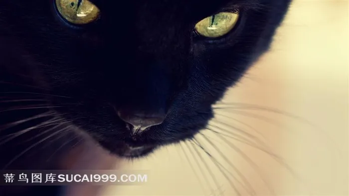 微距特写黑色的猫咪