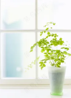 窗前的绿色植物 窗前的绿色植物