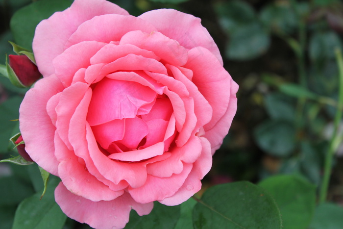 粉色玫瑰花图片